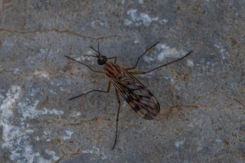 Sylvicola sp.